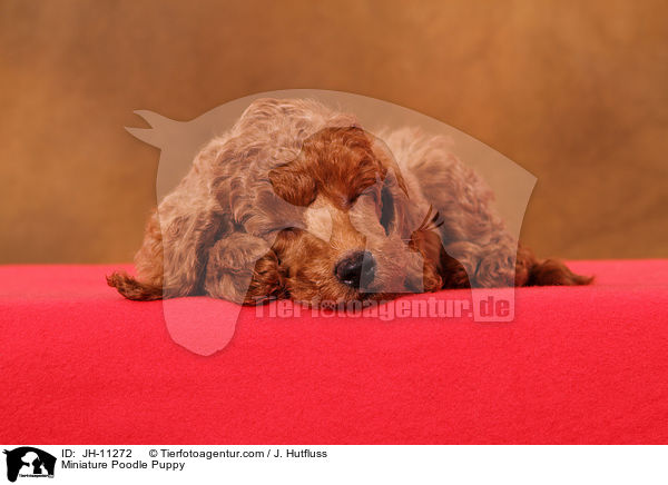 Miniature Poodle Puppy / JH-11272