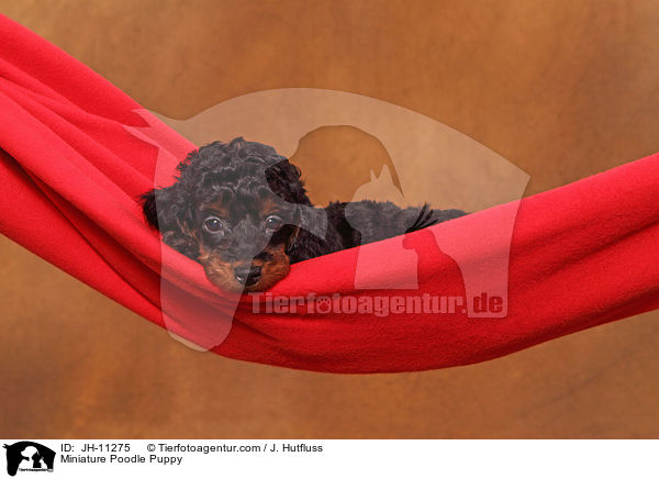 Zwergpudel Welpe / Miniature Poodle Puppy / JH-11275