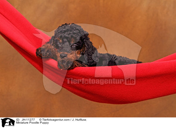 Zwergpudel Welpe / Miniature Poodle Puppy / JH-11277