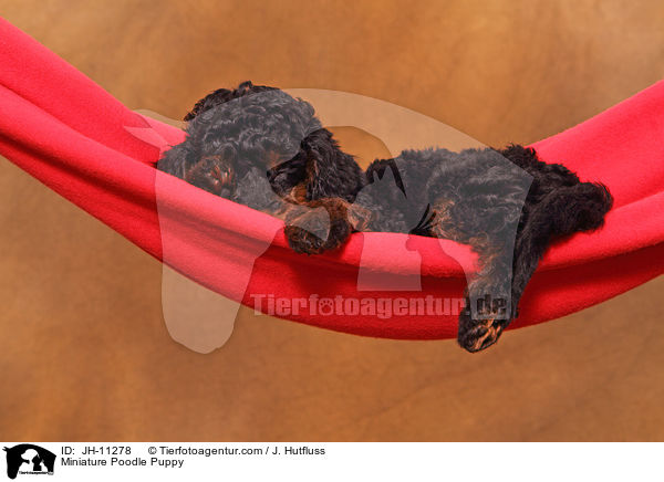 Zwergpudel Welpe / Miniature Poodle Puppy / JH-11278