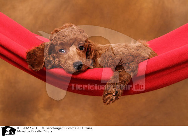 Zwergpudel Welpe / Miniature Poodle Puppy / JH-11281
