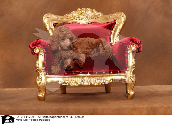 Miniature Poodle Puppies / JH-11286