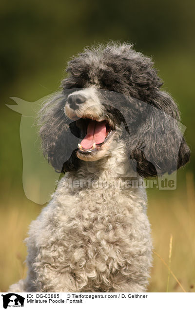 Zwergpudel Portrait / Miniature Poodle Portrait / DG-03885