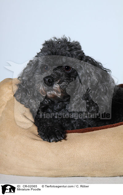Zwergpudel / Miniature Poodle / CR-02065