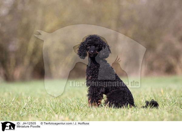 Miniature Poodle / JH-12505