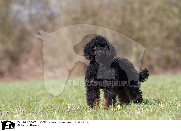 Miniature Poodle / JH-12507