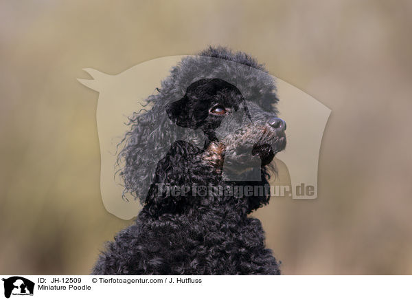 Miniature Poodle / JH-12509