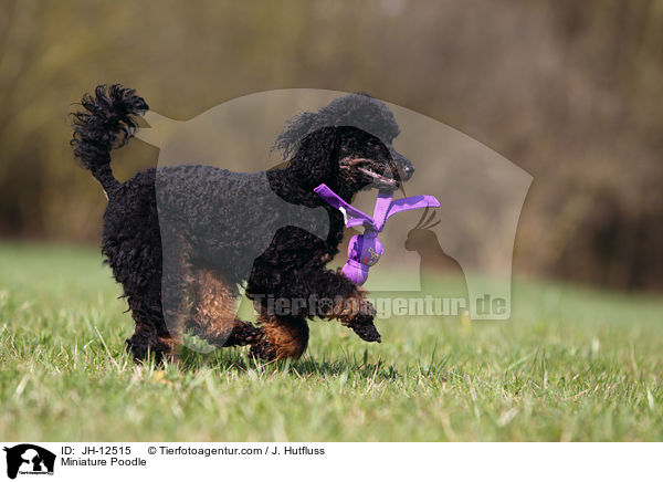 Miniature Poodle / JH-12515