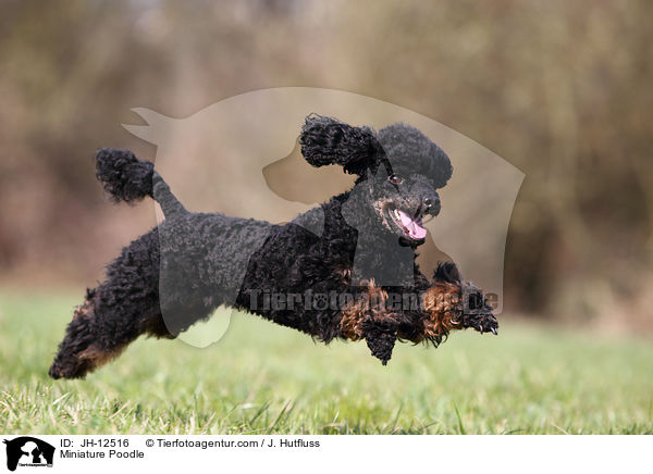 Miniature Poodle / JH-12516