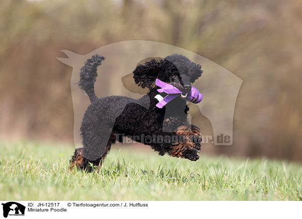 Miniature Poodle / JH-12517