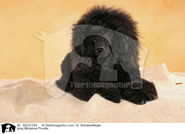 lying Miniature Poodle / SS-21763