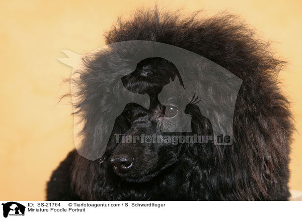 Miniature Poodle Portrait / SS-21764