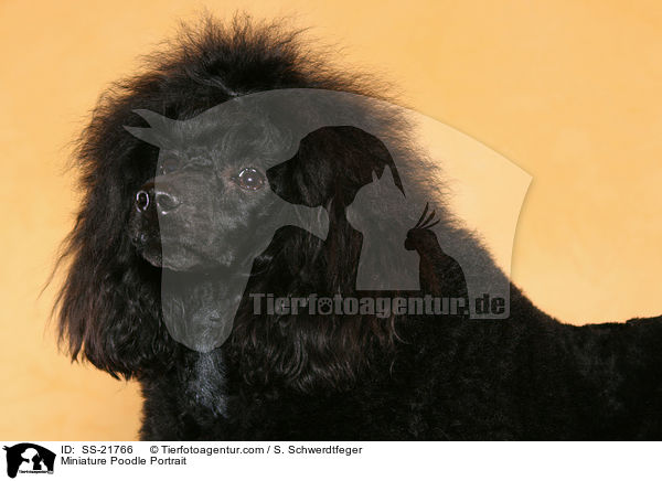 Miniature Poodle Portrait / SS-21766