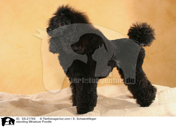 stehender Zwergpudel / standing Miniature Poodle / SS-21769
