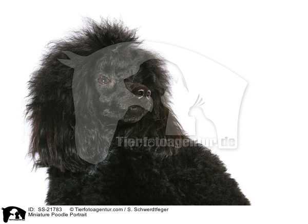 Miniature Poodle Portrait / SS-21783