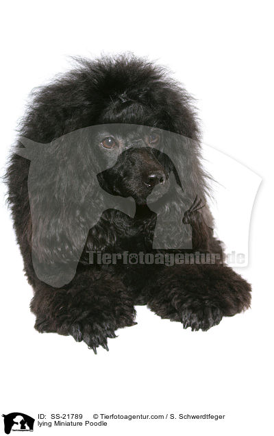 lying Miniature Poodle / SS-21789