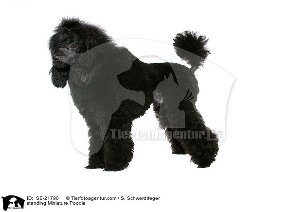 standing Miniature Poodle / SS-21790