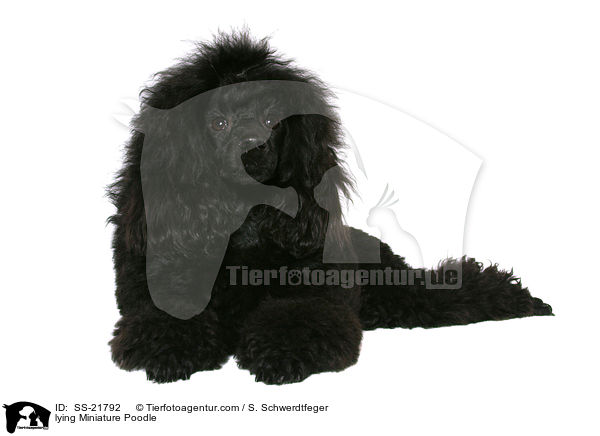 lying Miniature Poodle / SS-21792
