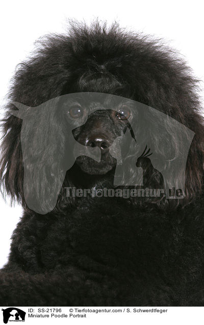 Miniature Poodle Portrait / SS-21796