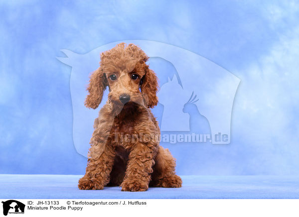Zwergpudel Welpe / Miniature Poodle Puppy / JH-13133
