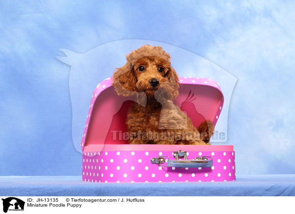 Zwergpudel Welpe / Miniature Poodle Puppy / JH-13135