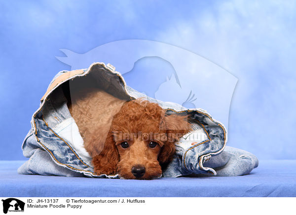Zwergpudel Welpe / Miniature Poodle Puppy / JH-13137