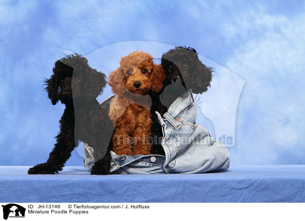 Zwergpudel Welpen / Miniature Poodle Puppies / JH-13146
