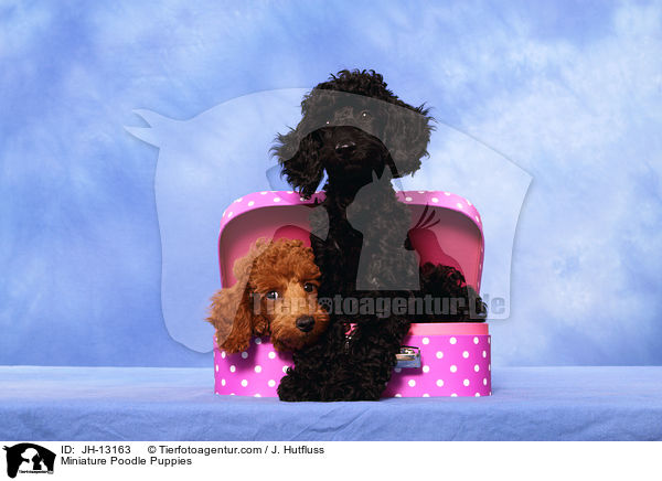 Zwergpudel Welpen / Miniature Poodle Puppies / JH-13163