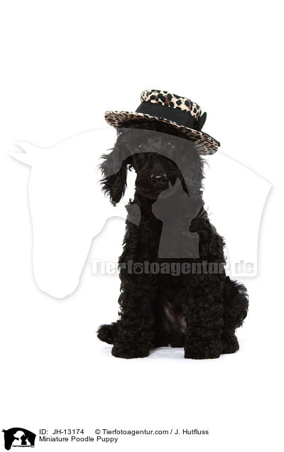Miniature Poodle Puppy / JH-13174