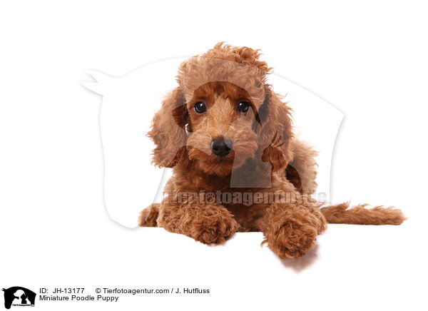 Miniature Poodle Puppy / JH-13177