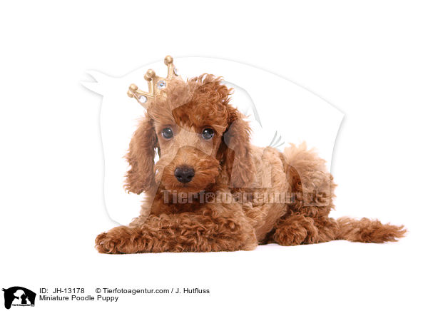Miniature Poodle Puppy / JH-13178