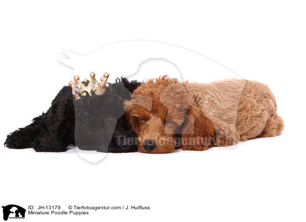 Miniature Poodle Puppies / JH-13179