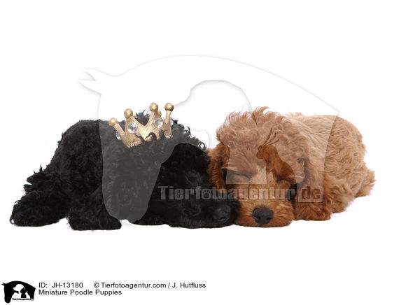 Miniature Poodle Puppies / JH-13180