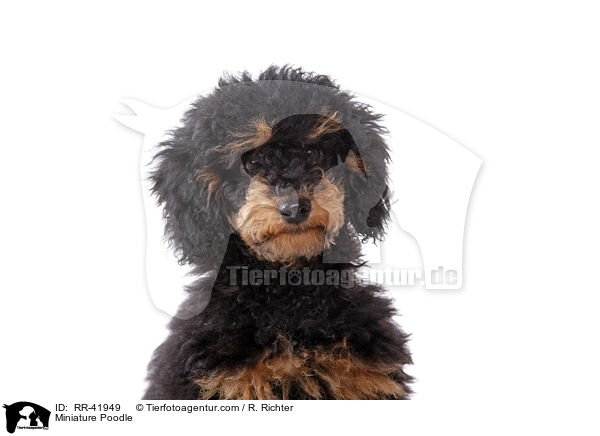 Miniature Poodle / RR-41949