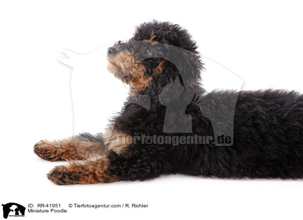 Miniature Poodle / RR-41951