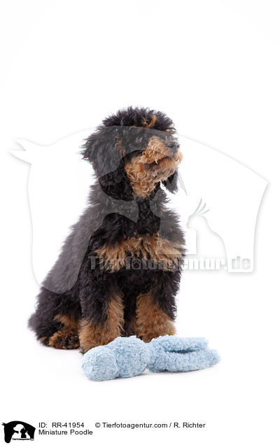 Miniature Poodle / RR-41954