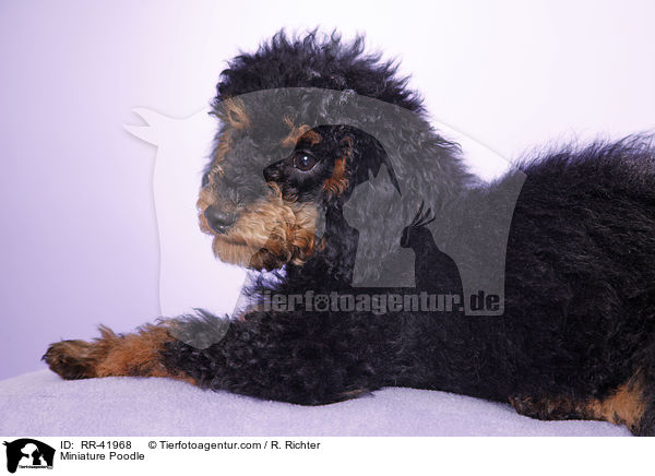 Miniature Poodle / RR-41968
