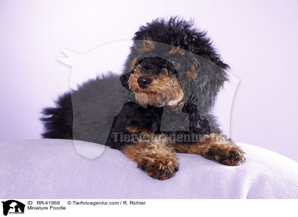 Miniature Poodle / RR-41969