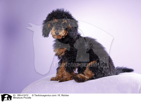 Miniature Poodle / RR-41972