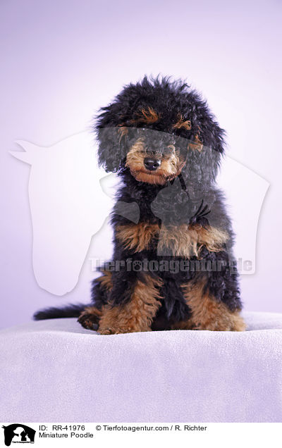 Miniature Poodle / RR-41976