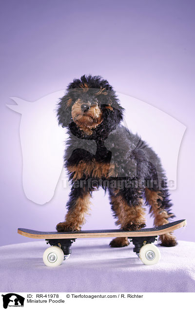Miniature Poodle / RR-41978