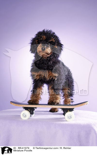 Miniature Poodle / RR-41979