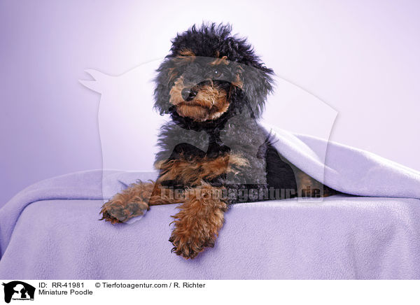 Miniature Poodle / RR-41981