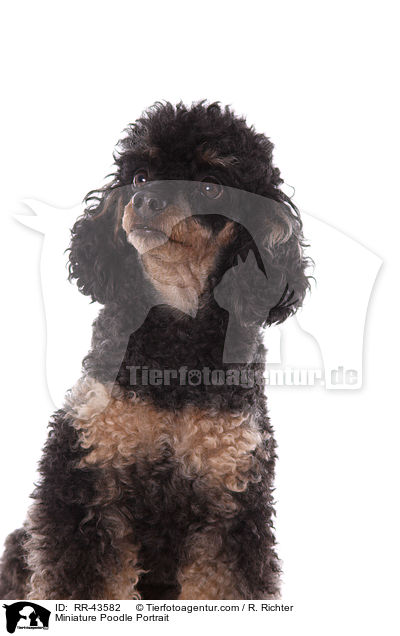 Miniature Poodle Portrait / RR-43582