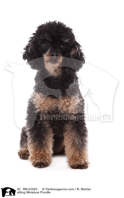sitting Miniature Poodle / RR-43583