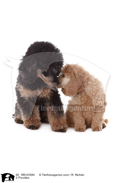 2 Poodles / RR-43584