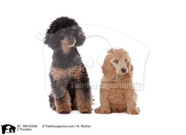 2 Poodles / RR-43586