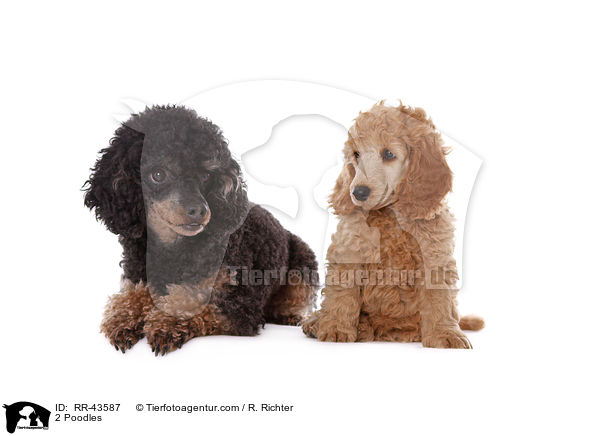 2 Poodles / RR-43587