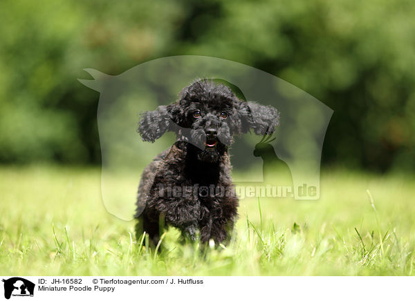 Miniature Poodle Puppy / JH-16582