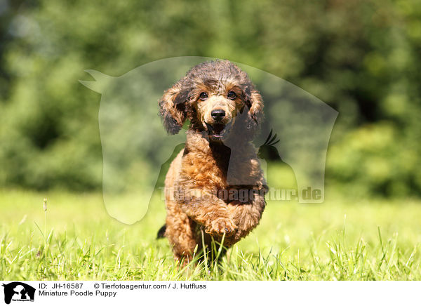 Miniature Poodle Puppy / JH-16587